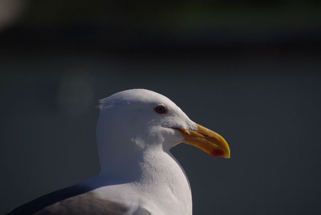 Seagull Seagull